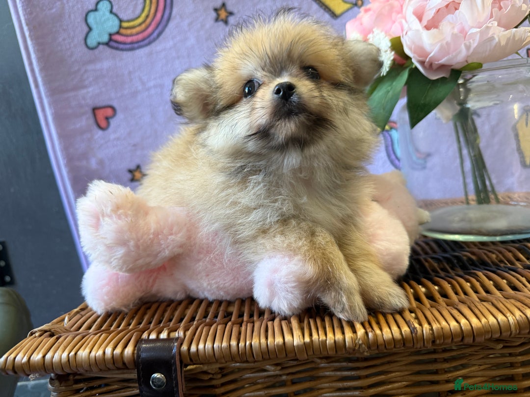 Mixed Breed dogs for sale: Maltipom  - Advert 4