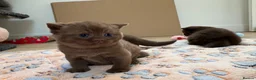 British Shorthair cats for sale: Chocolate British Shorthair AVAILABLE TICA Reg - Advert 3