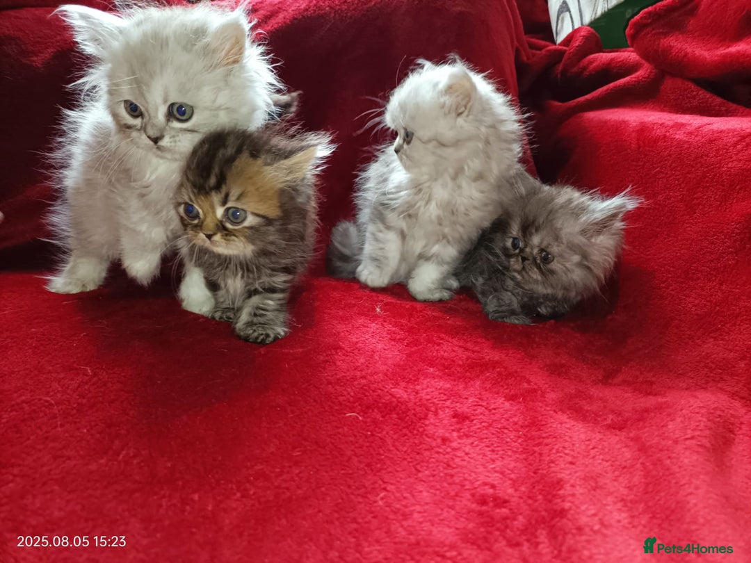 Persian cats for sale: Amazing Persian kittens  - Image 16
