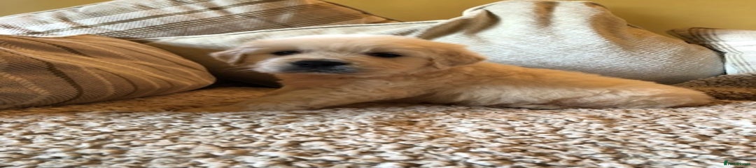 Golden Retriever Puppy 7