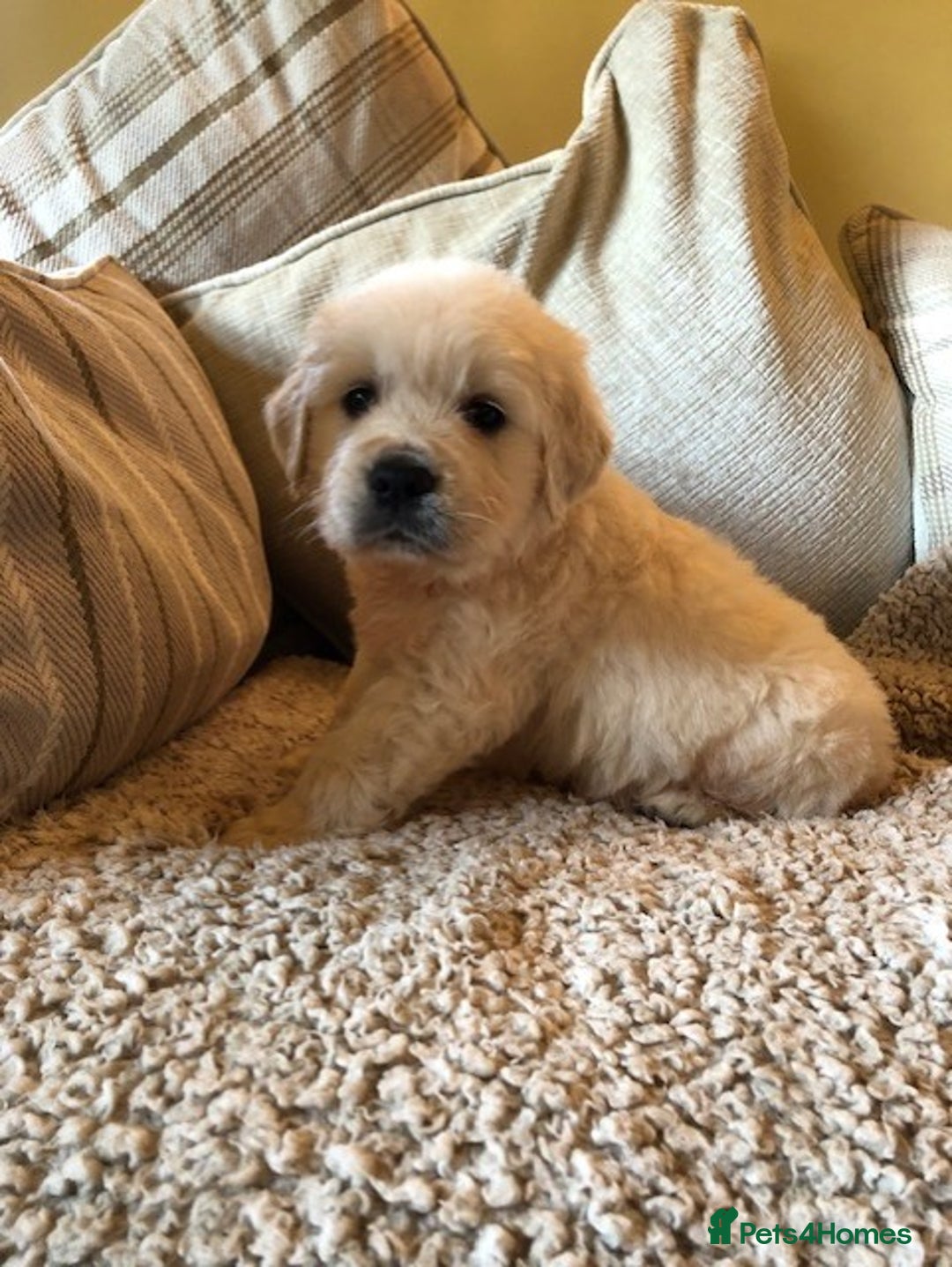 Golden Retriever dogs for sale: Home bred Chunky cream Goldie pups - Image 5