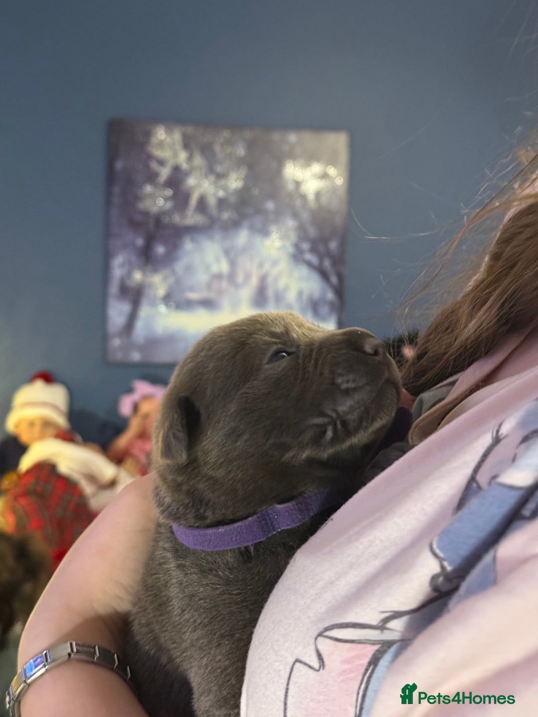 Mixed Breed dogs for sale: Sharpei puppies - Advert 2