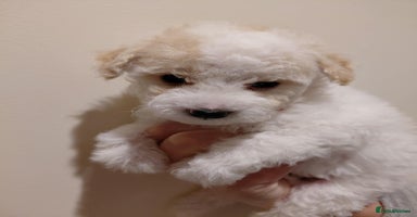 Maltipoo dogs Beautiful Maltipoo puppies - Advert 8