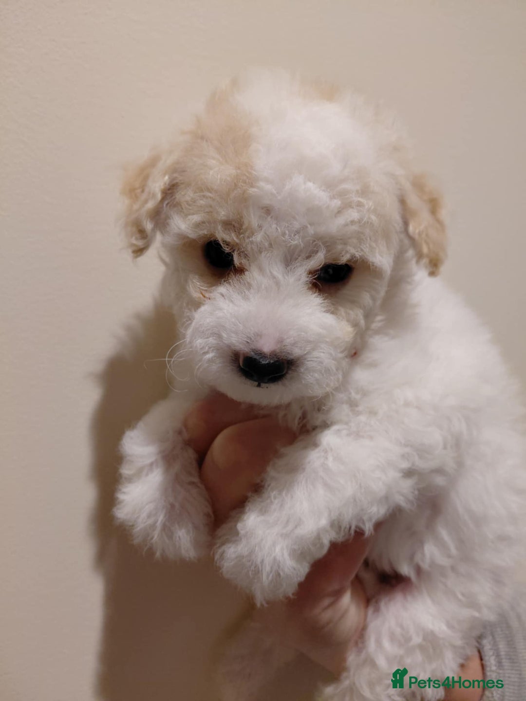 Maltipoo dogs for sale: Beautiful Maltipoo puppies - Advert 2