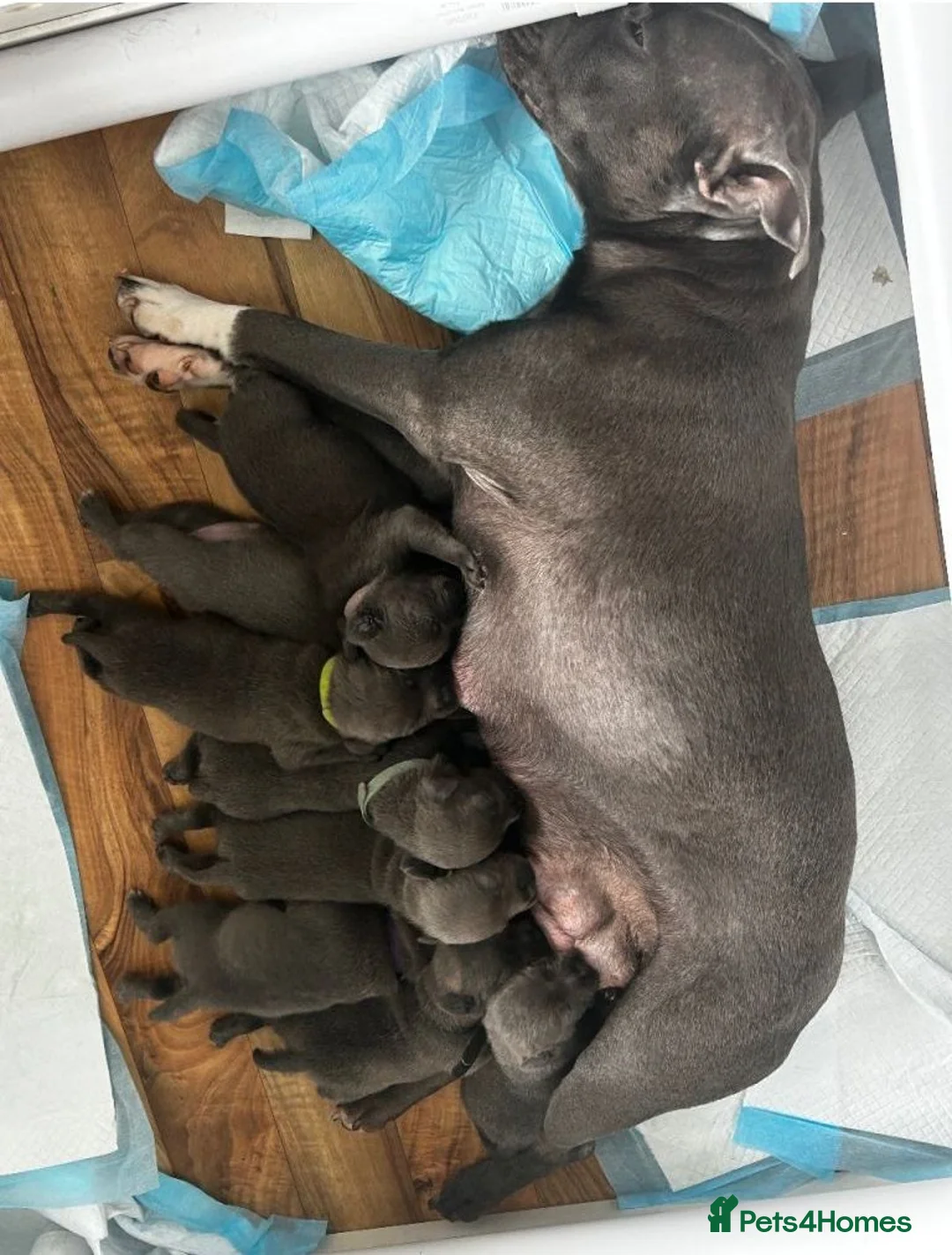 Staffordshire Bull Terrier dogs for sale: znmsmwsax Blue Staffys for sweet homes in Salisbury - Advert 7