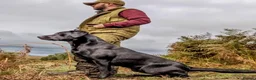 Labrador Retriever dogs for sale: Exceptional RKC Reg Labrador puppies - Advert 6