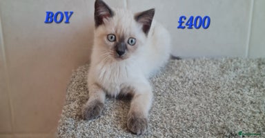 British Shorthair cats - Advert 10