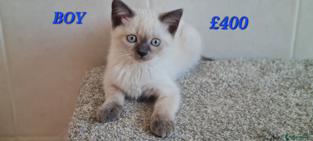 British Shorthair cats for sale: British Blue shorthair, Lilac, Colorpoint Kittens - Image 3