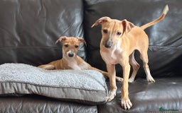 Italian Greyhound dogs for sale: Kc registered Italian greyhound puppies - Image 18