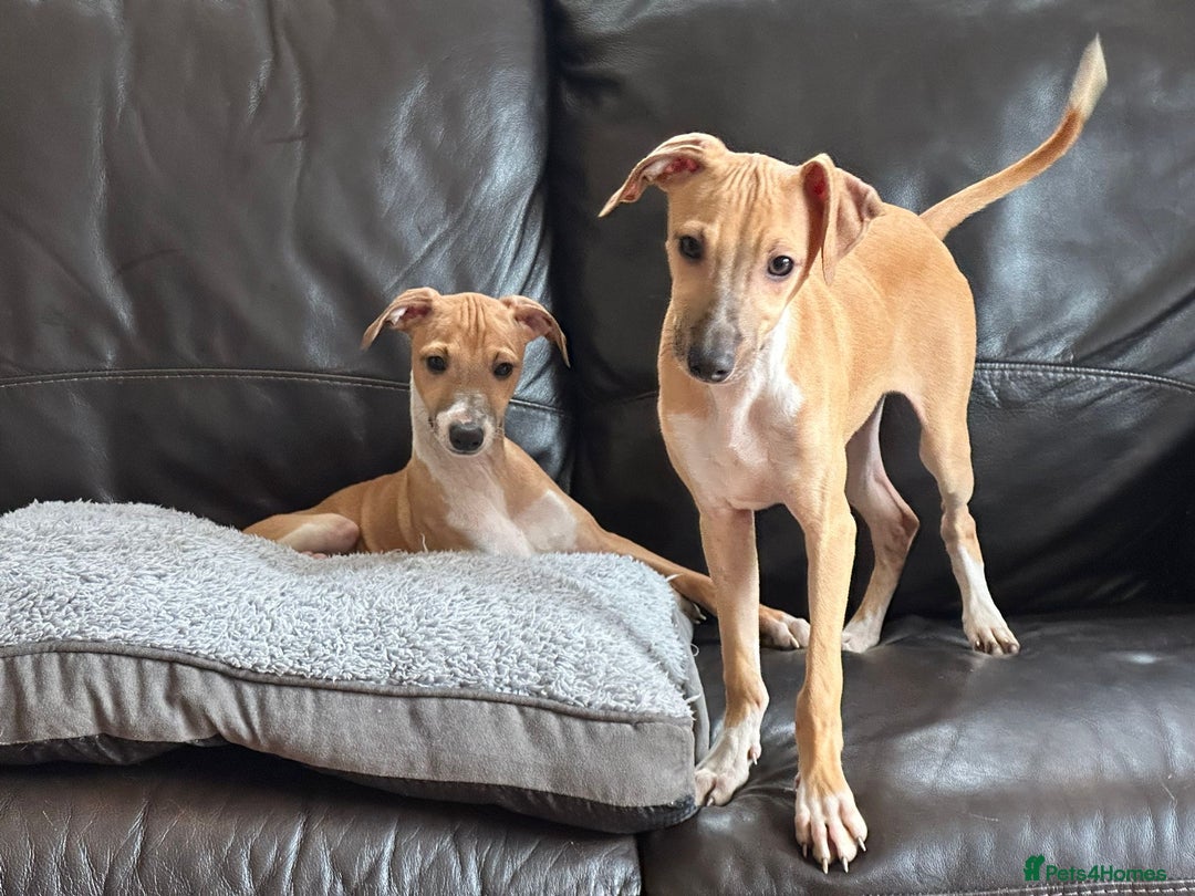 Italian Greyhound dogs for sale: Kc registered Italian greyhound puppies - Image 18