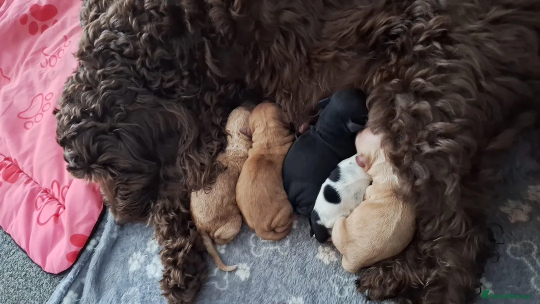 Cockapoo dogs for stud: Lovely proven F1 cockapoo for stud -Health Checked in Lanark - Advert 18