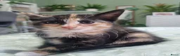 Mixed Breed cats for sale: Beautiful Calico girl - Advert 6