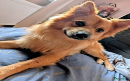 German Spitz dogs for stud: Volpino Italiano for STUD - Image 1