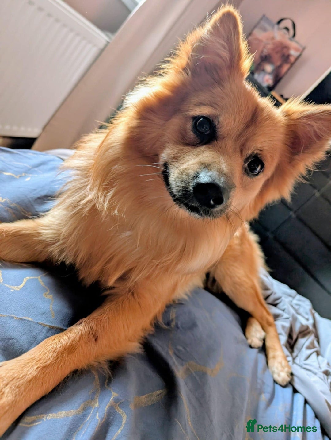 German Spitz dogs for stud: Volpino Italiano for STUD - Image 1