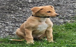 Lurcher dogs for sale: Lassie for sale 12 weeks old  - Image 5