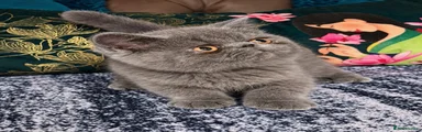 Male 2 - RESERVED 
