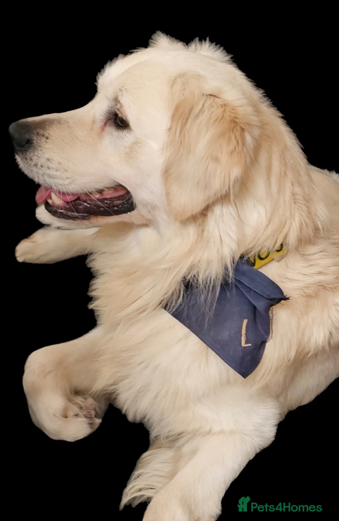 Golden Retriever dogs for stud:   ICT CLEAR Proven Golden Retriever for stud in Manchester - Advert 20