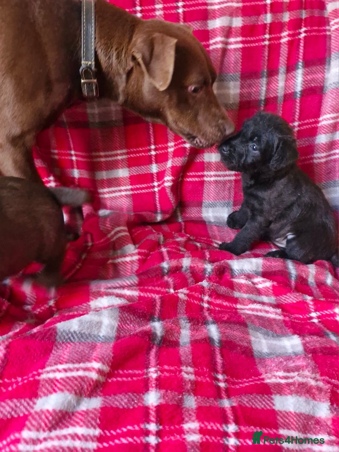 Patterdale Terrier dogs for sale: Patterdale terrier pups - Advert 6