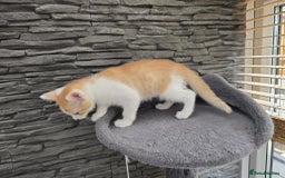 Mixed Breed cats for sale: Beautiful kittens - Image 12