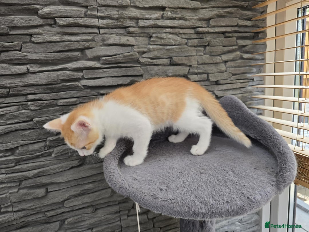 Mixed Breed cats for sale: Beautiful kittens - Image 12