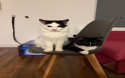 Mixed Breed cats for sale: Cats  - Image 2