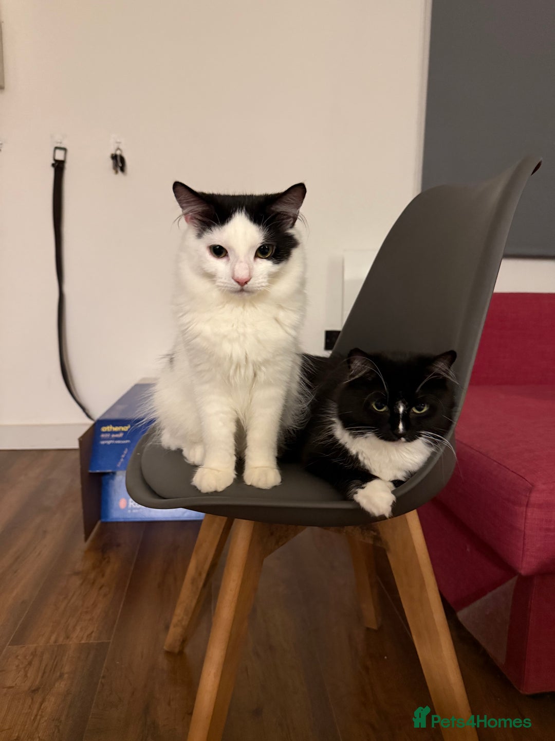 Mixed Breed cats for sale: Cats  - Image 2