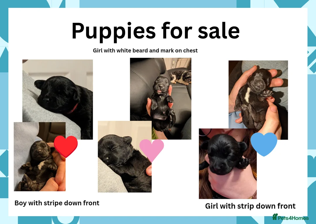 Mixed Breed dogs for sale: Mixed Cockapoo - Advert 2
