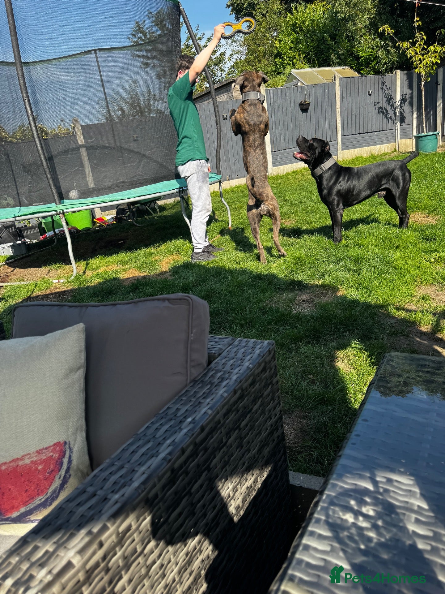 Cane Corso dogs for sale: Cane corso puppies ready for there forever home  - Advert 2