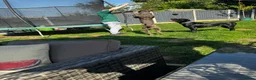 Cane Corso dogs for sale: Cane corso puppies ready for there forever home  in Nelson - Advert 5
