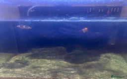 Other/Mixed Breed fish for sale: Clown fish x2 - Image 2