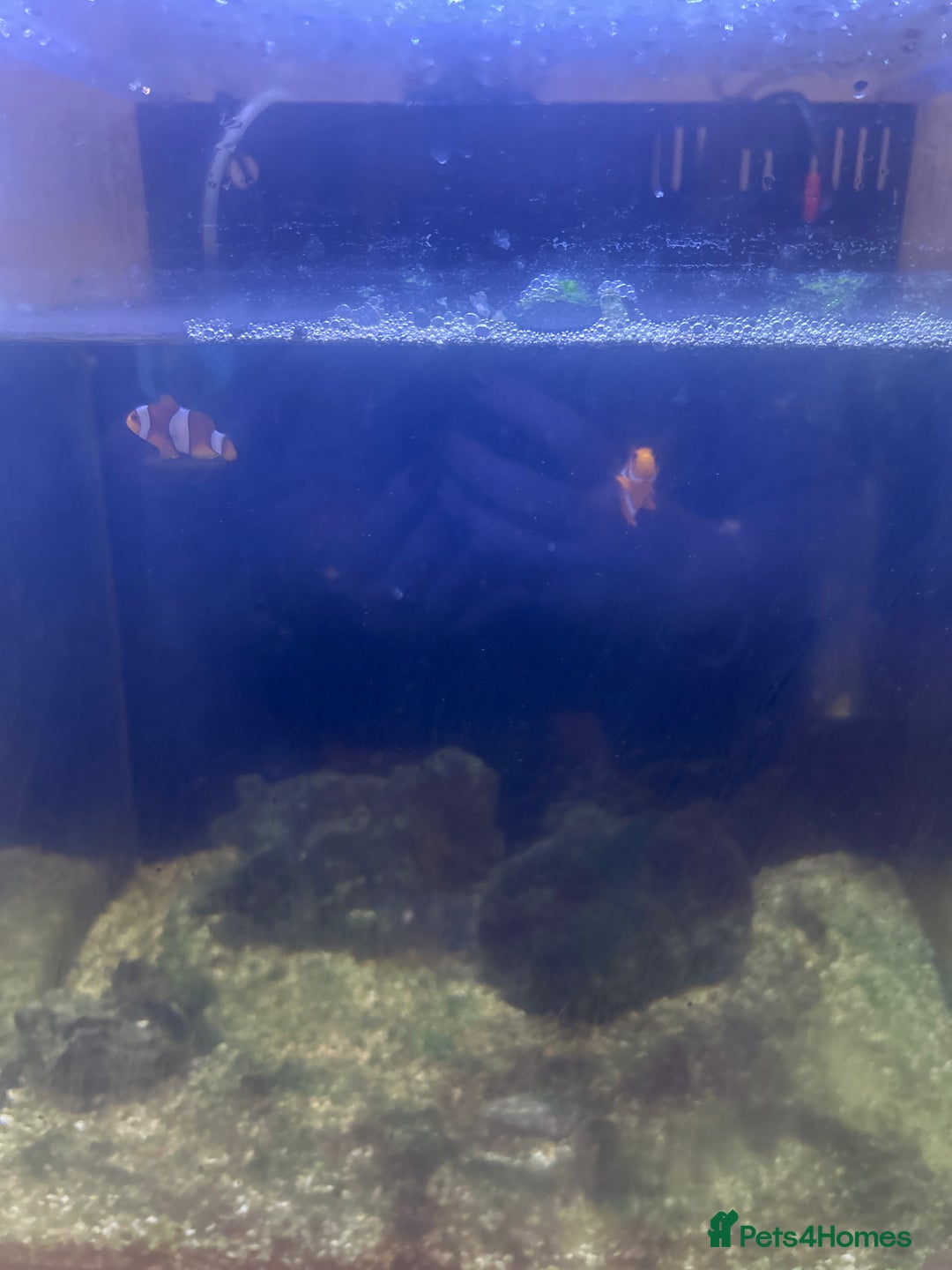 Other/Mixed Breed fish for sale: Clown fish x2 - Image 2
