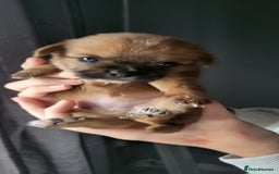 Mixed Breed dogs for sale: Beautiful puppy's 2 girls 2 boys - Image 1