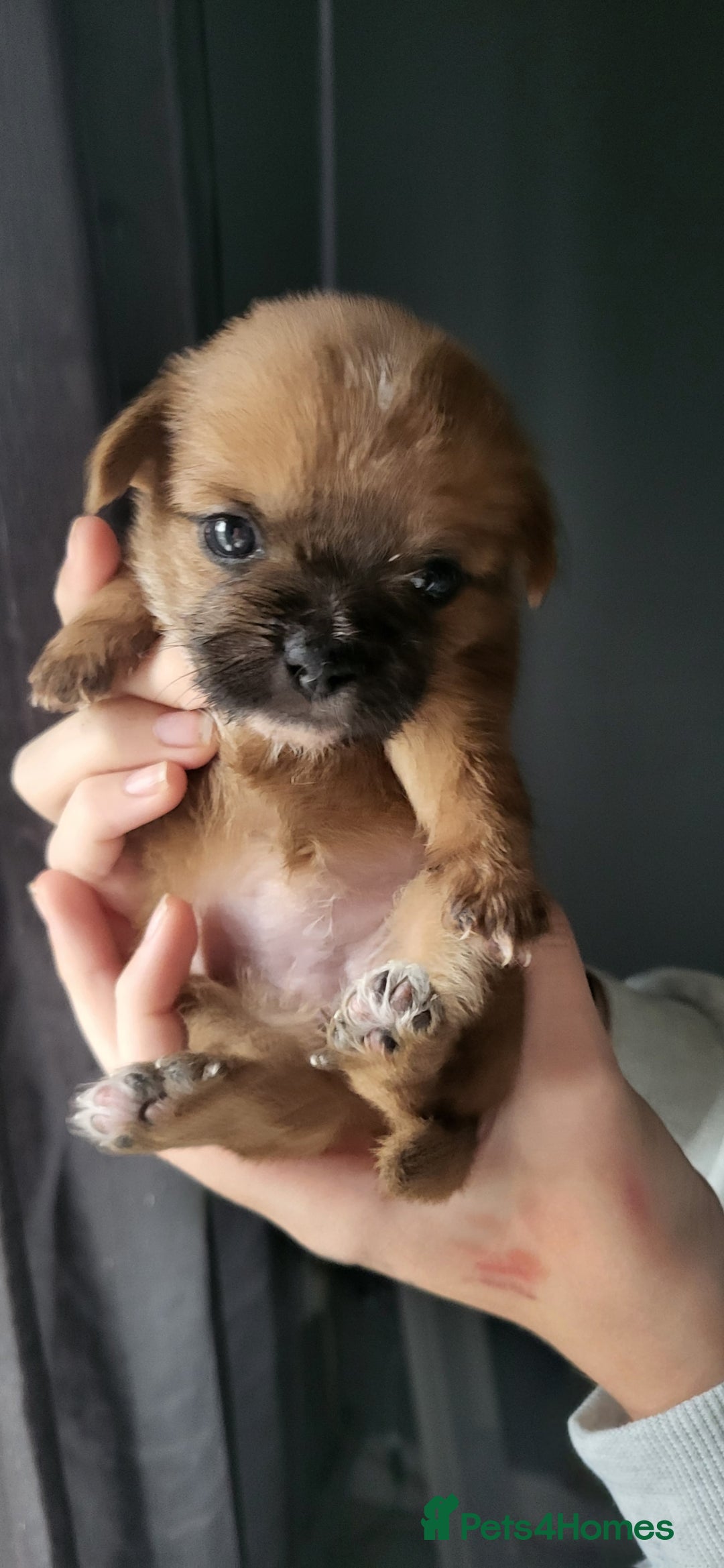 Mixed Breed dogs for sale: Beautiful puppy's 2 girls 2 boys - Image 1