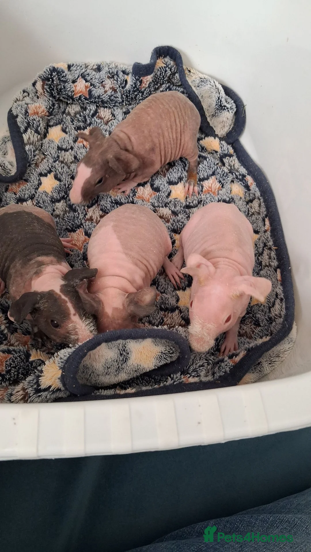 Guinea Pig rodents for sale: Female Skinny pigs  in Eastbourne - Advert 2