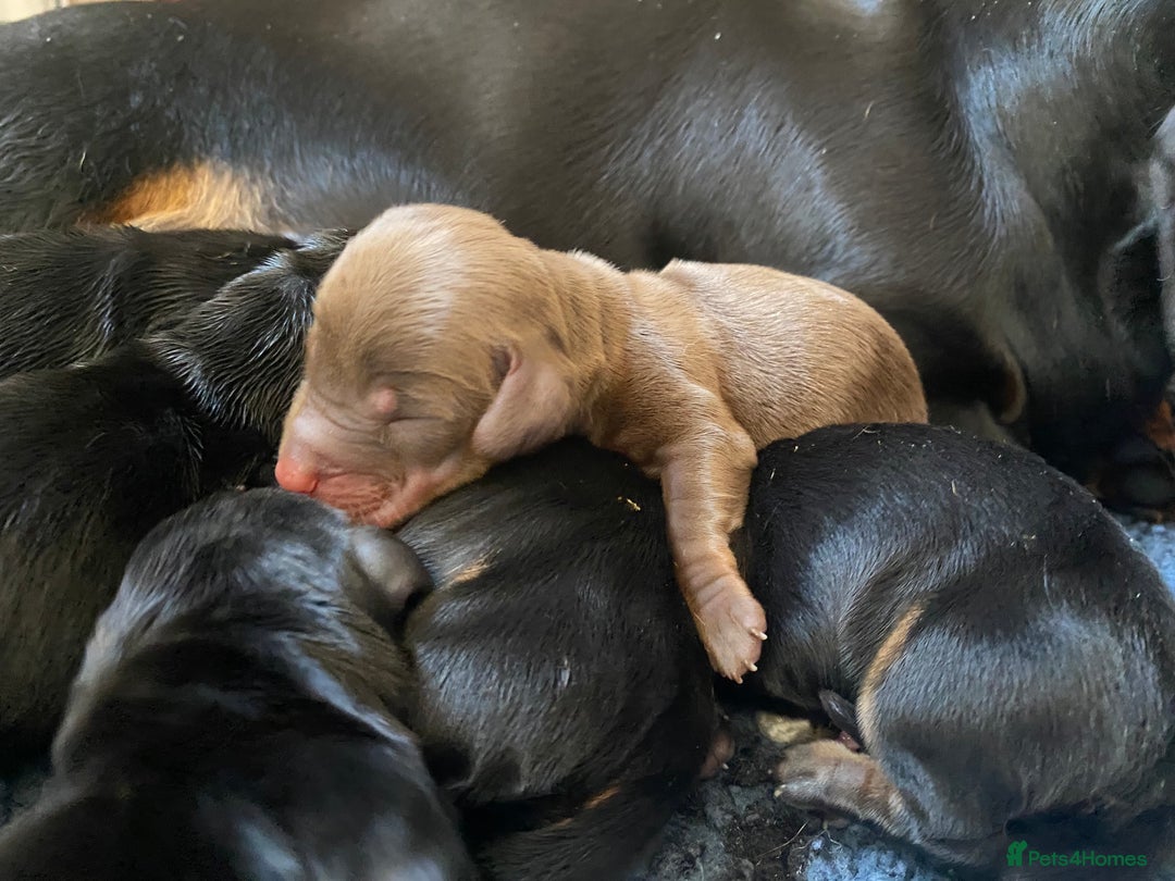 Miniature Dachshund dogs for sale: YOUR FOREVER COMPANION AWAITS  - Image 8