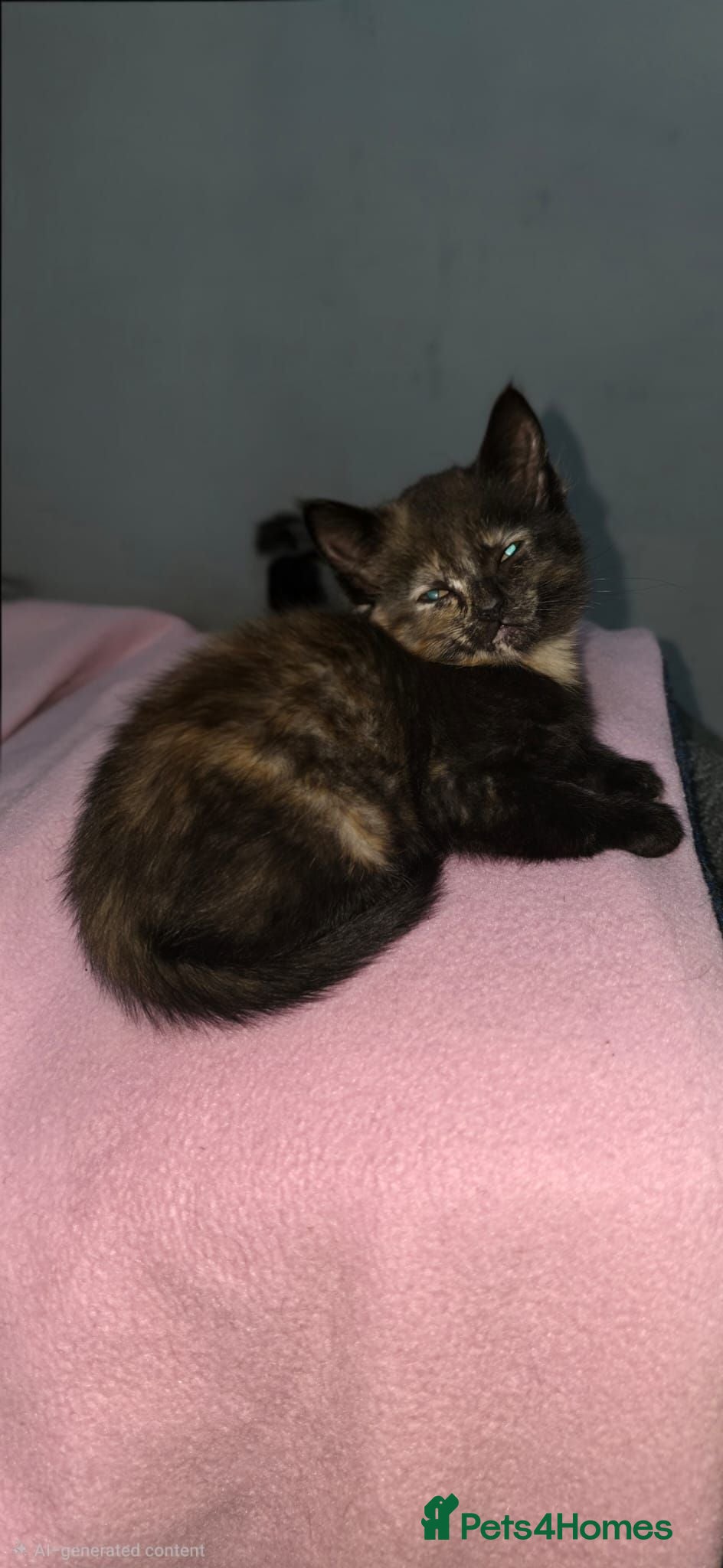 Mixed Breed cats Beautiful kitten - Advert 12