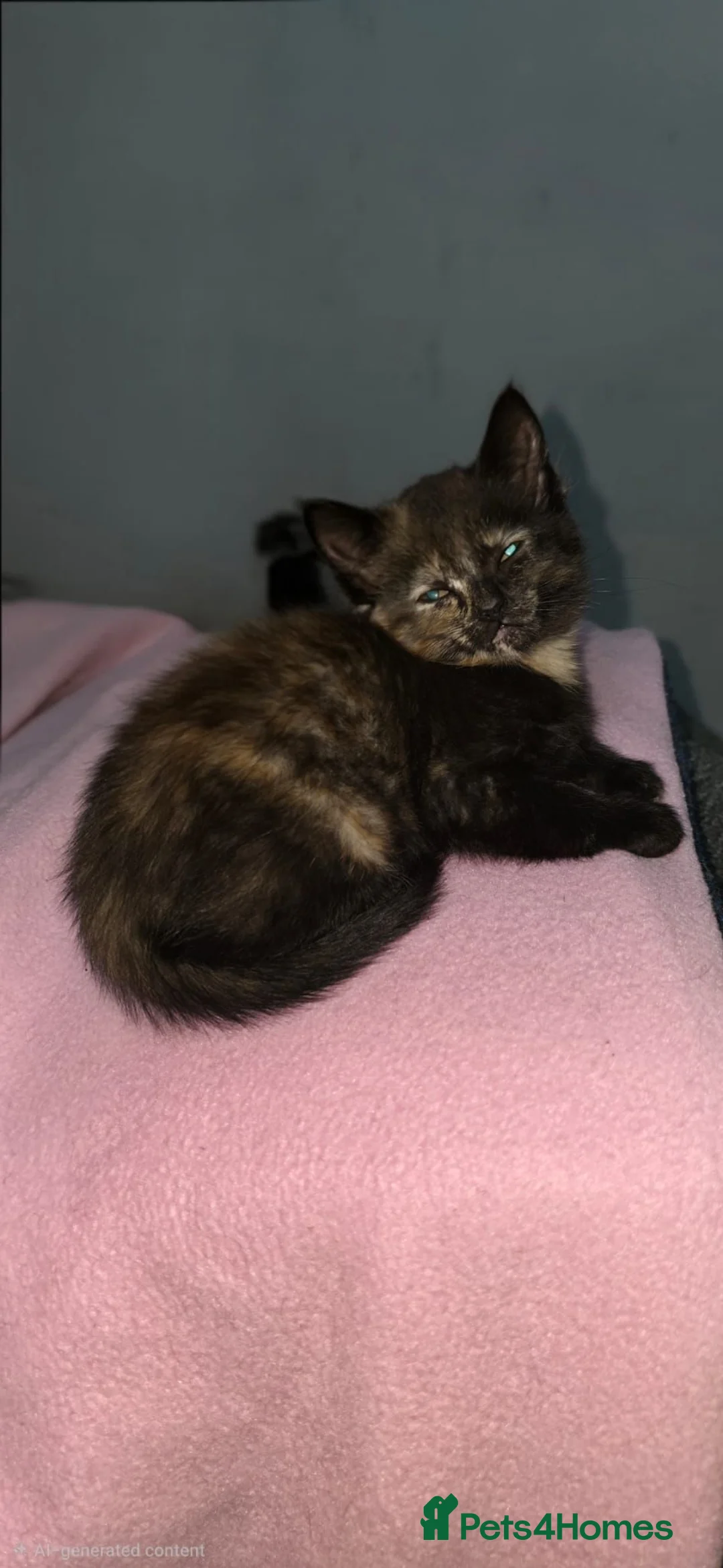 Mixed Breed cats for sale: Beautiful kitten - Advert 1