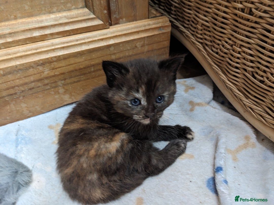 Mixed Breed cats for sale: Female kitten  - Image 5