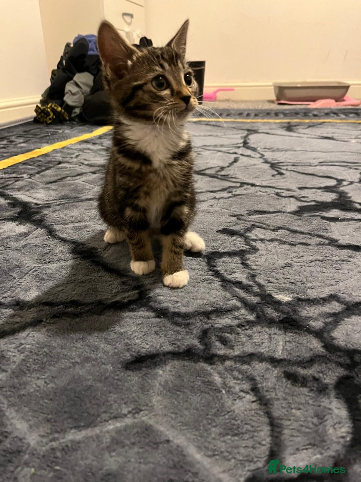 Mixed Breed cats BEAUTIFUL TABBY✨ AND DOMESTIC MIX KITTENS❤️ - Advert 12