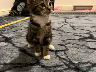 Mixed Breed cats BEAUTIFUL TABBY✨ AND DOMESTIC MIX KITTENS❤️ - Advert 12