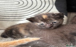 Mixed Breed cats for sale: Kittens  - Image 3