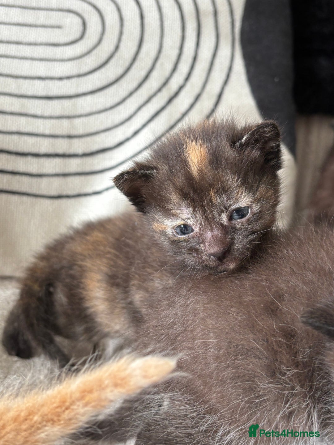 Mixed Breed cats for sale: Kittens  - Image 3