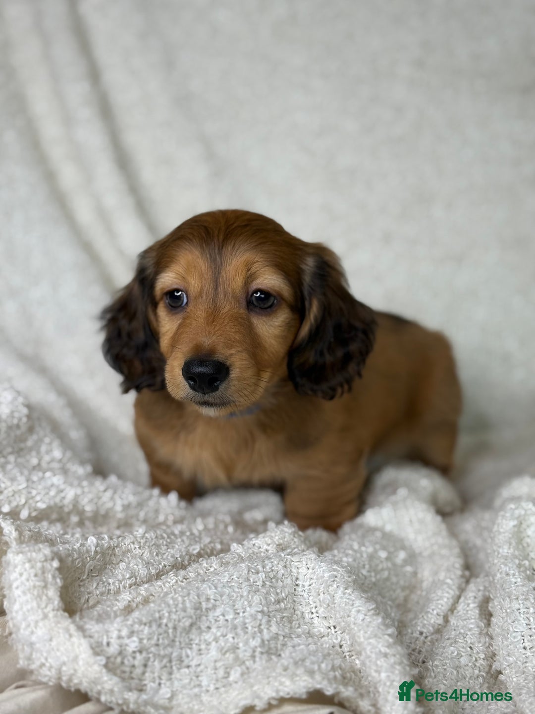 Miniature Dachshund dogs for sale: ⭐️ Miniature Long Haired Dachshund Pups ⭐  - Image 11