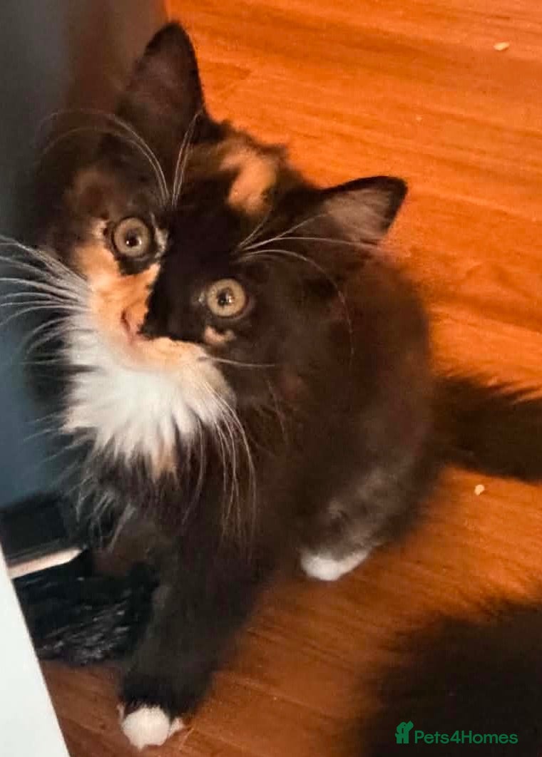 Mixed Breed cats “Pippa” - Advert 4