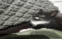 Mixed Breed cats for sale: 3 beautiful kittens for sale  - Image 3