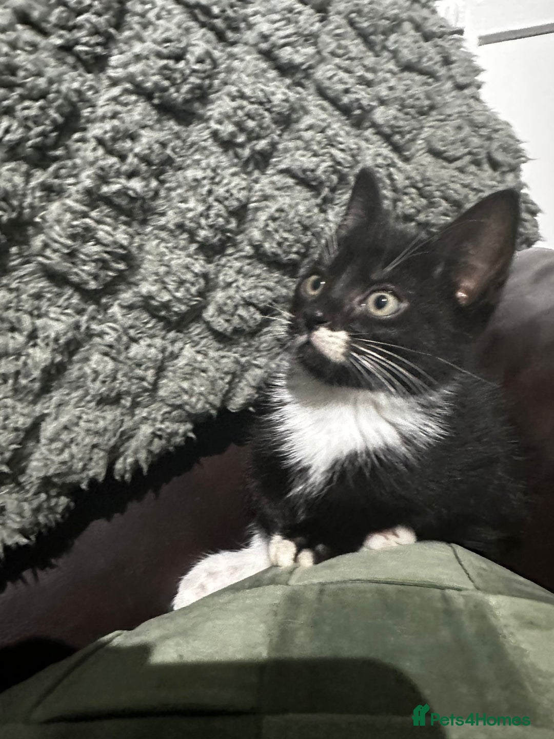Mixed Breed cats for sale: 3 beautiful kittens for sale  - Image 3