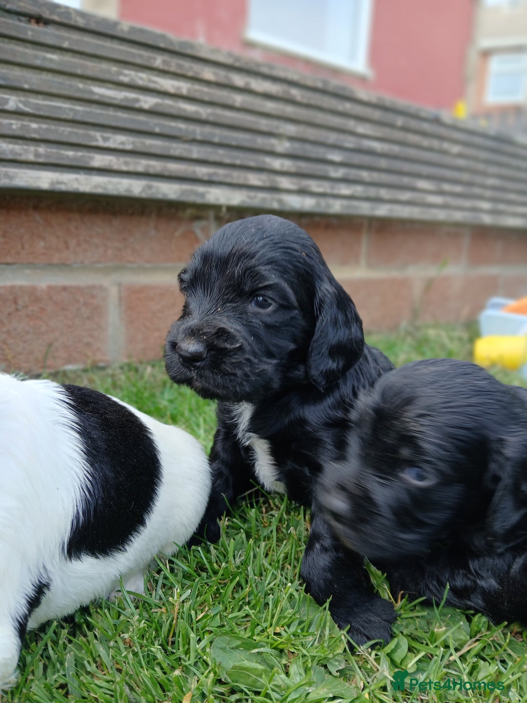 Sprocker dogs for sale: READY NOW !! 3 sprocker spaniels left  👀🏡✨️ in Wakefield - Image 27