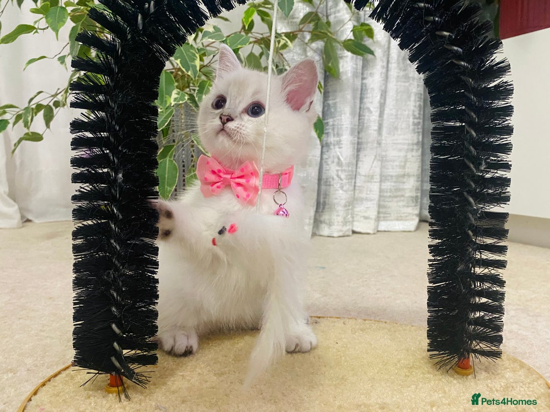 Ragdoll cats for sale: Ragdoll X British  - Advert 3