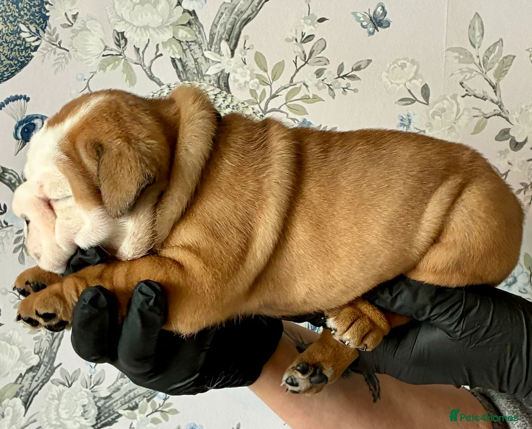 English Bulldog dogs for sale: English Bulldogs - Advert 15