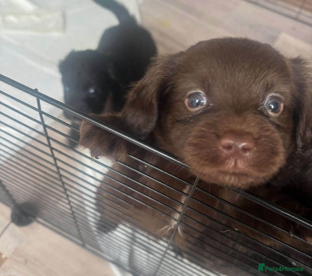 Mixed Breed dogs for sale: Cockeranians - Advert 8